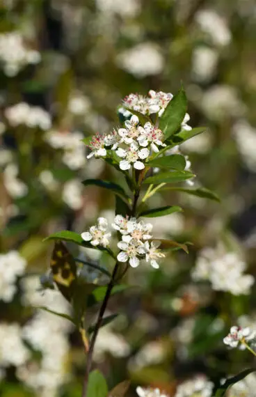 Surbær
