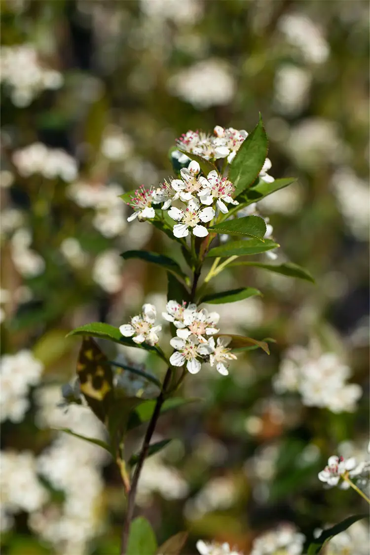 Surbær