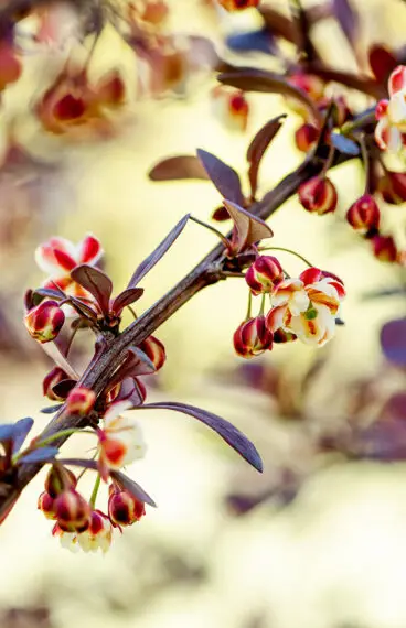 Rød berberis