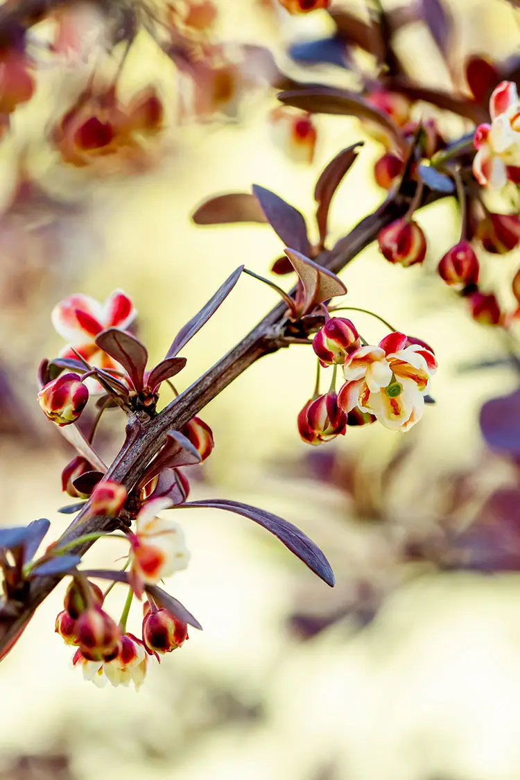 Rød berberis