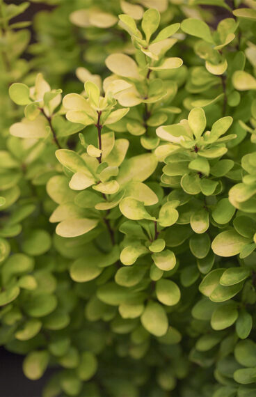 Grøn Berberis