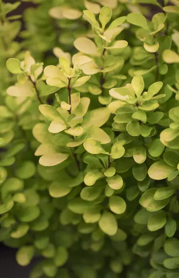 Grøn Berberis
