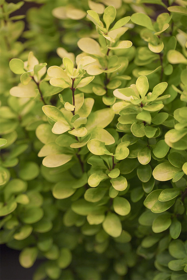 Grøn Berberis