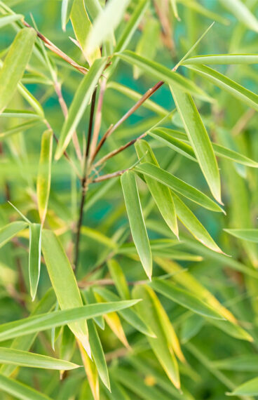 Sort Bambus Black Pearl
