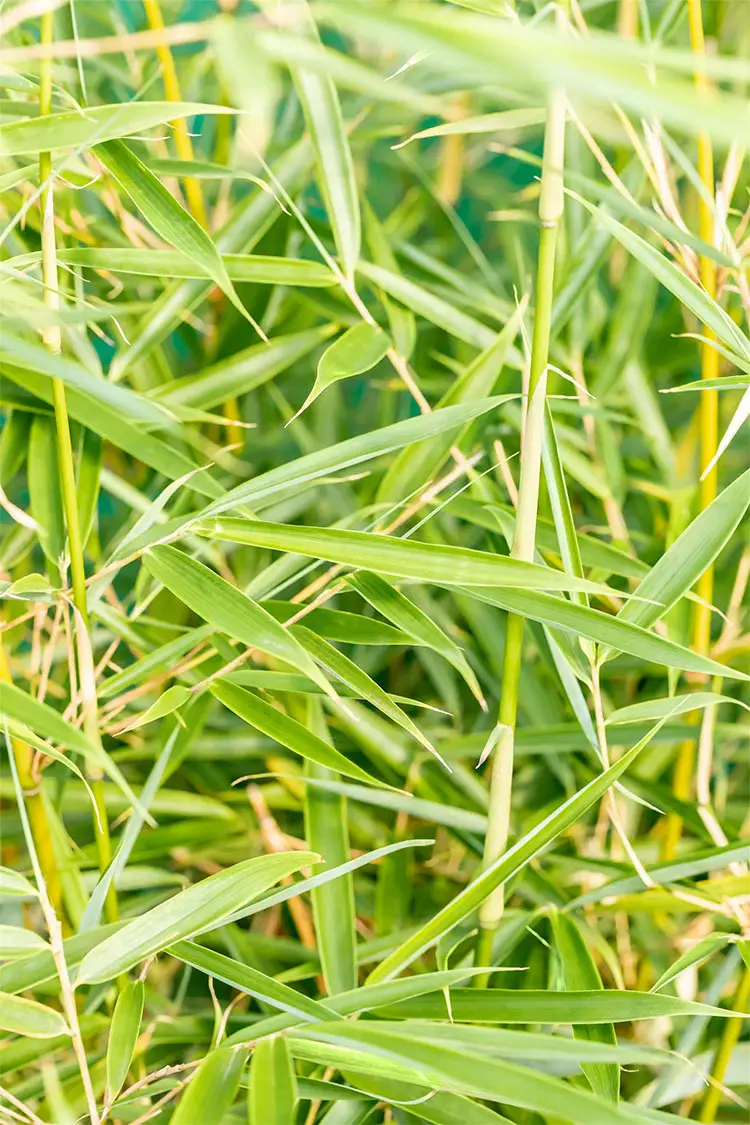 Bambus Robusta