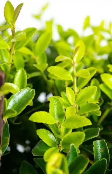 Japansk kristtorn 'Blondie'