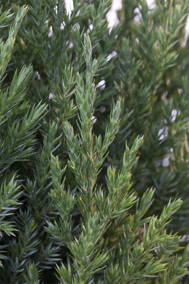 Kinesisk Ene Stricta