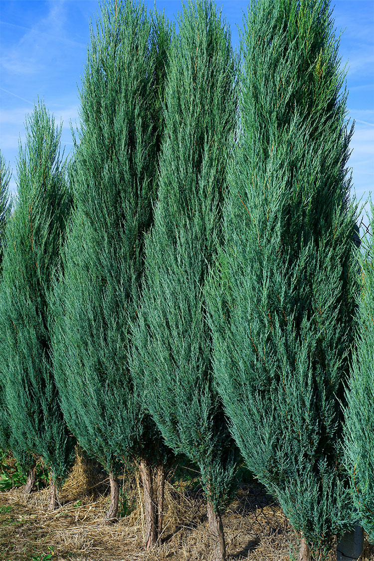 Søjleene Blue Arrow