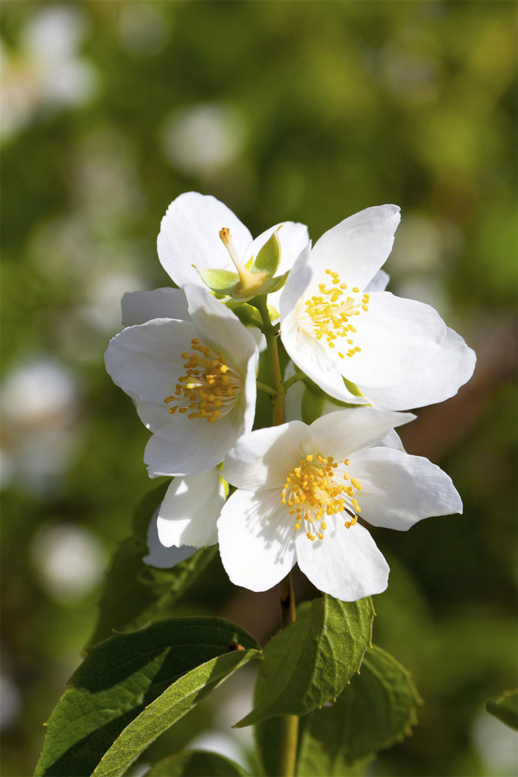 Uægte Jasmin 'Coronarius'