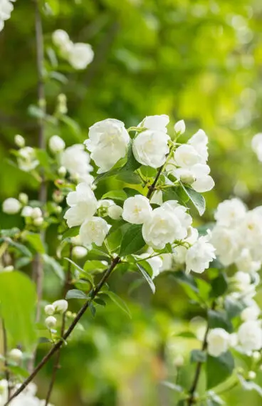 Uægte jasmin