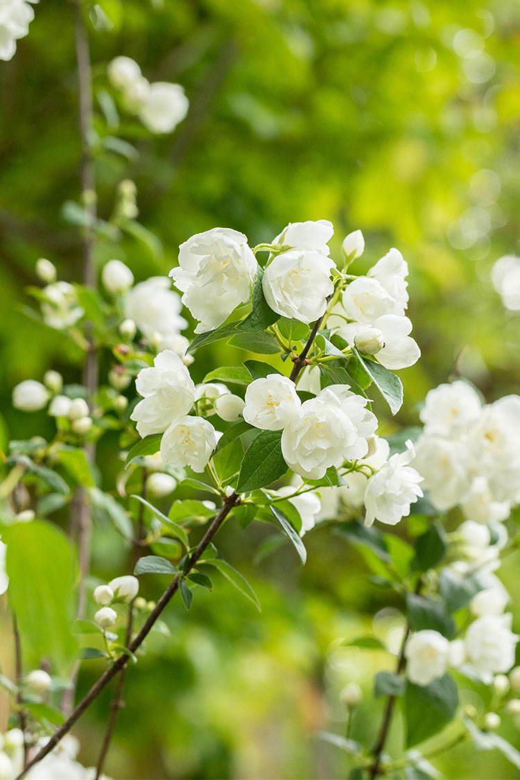 Uægte jasmin