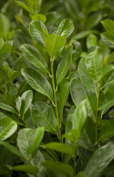 Laurbærkirsebær Rotundifolia