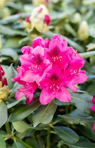 Rød Rhododendron