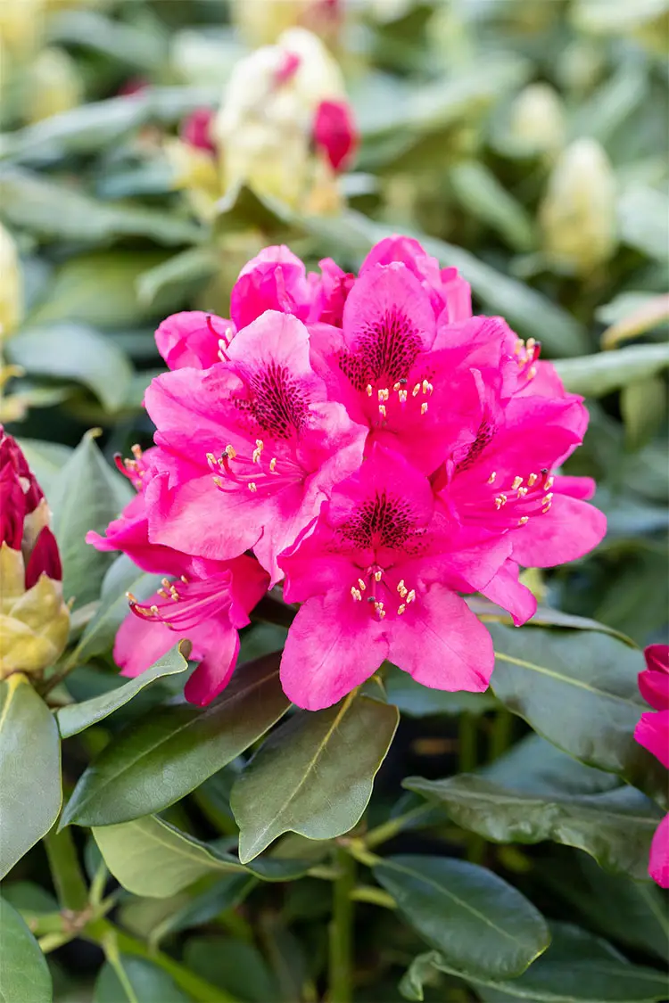 Rød Rhododendron