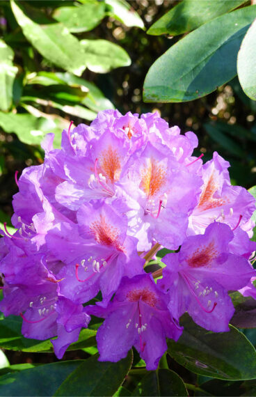 Violet rhododendron