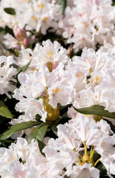 Hvid Rhododendron