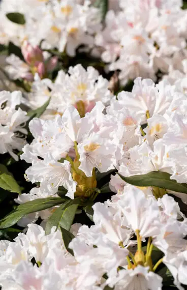 Hvid Rhododendron