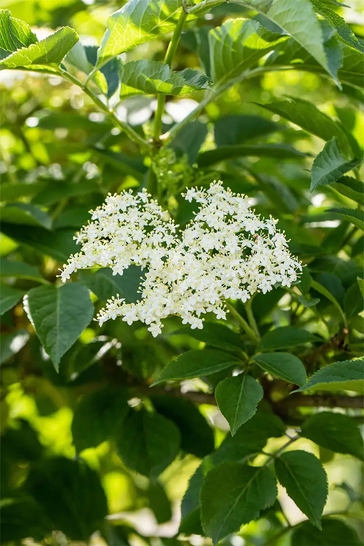 Almindelig hyld