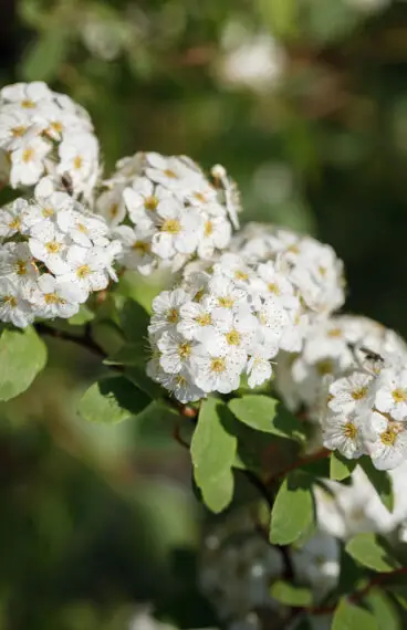 Buketspiræa