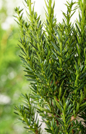 Taks 'Groenland'