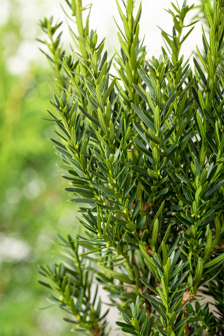 Taks 'Groenland'