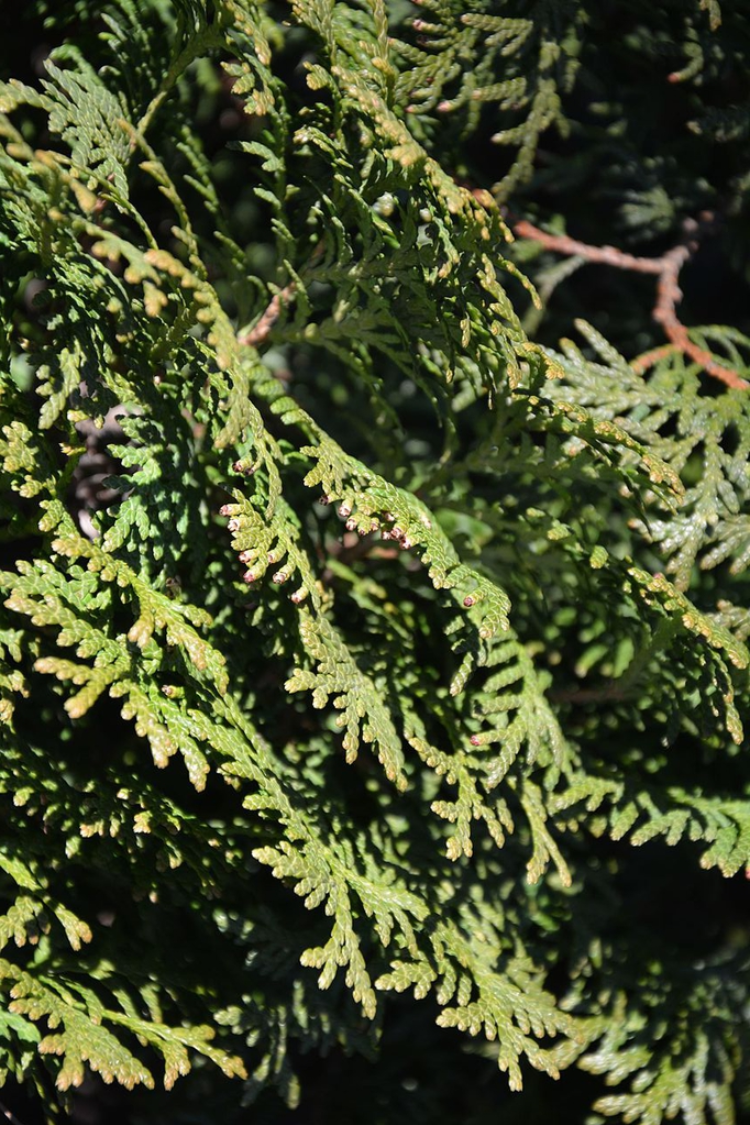 Thuja Holmstrup