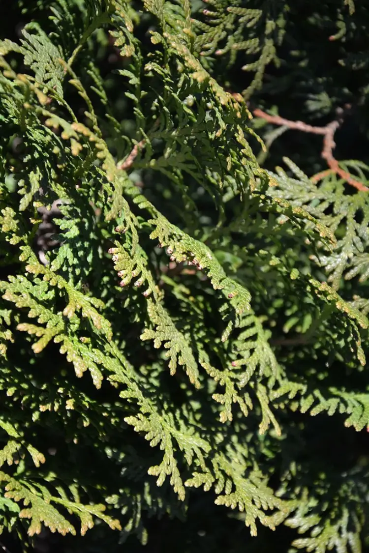 Thuja Holmstrup