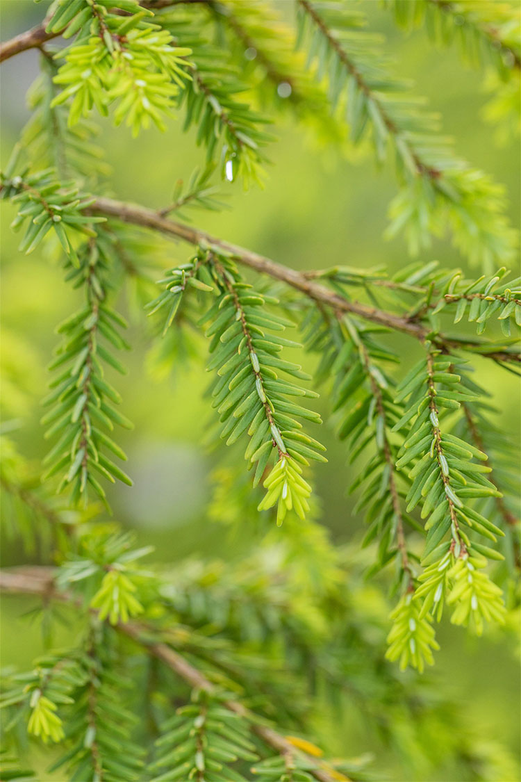 Hemlock