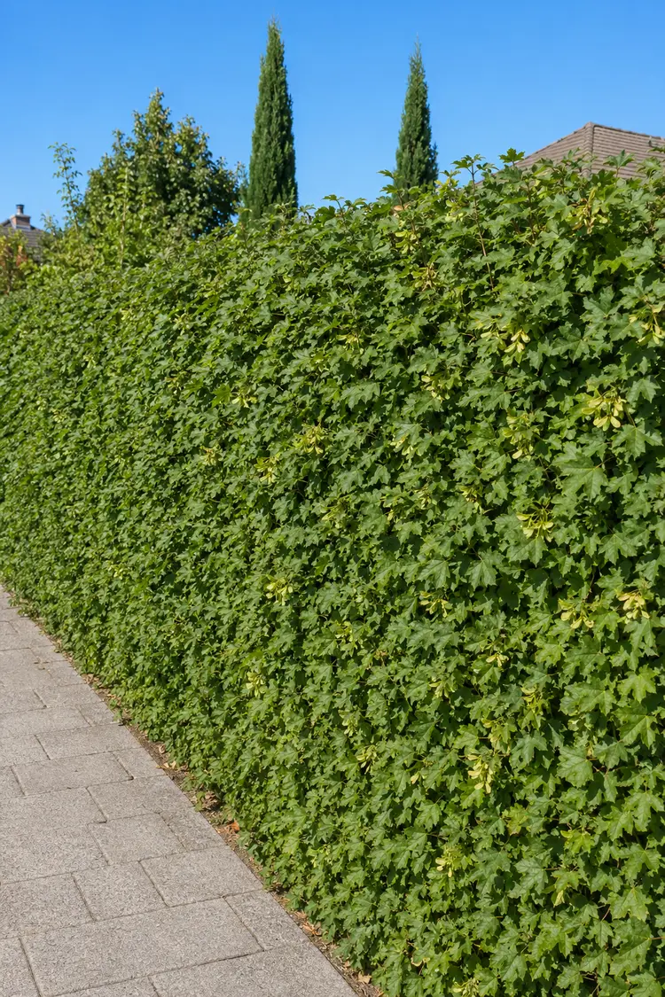 Naur Færdig hæk Vel forgrenet 80cm - Billede 3