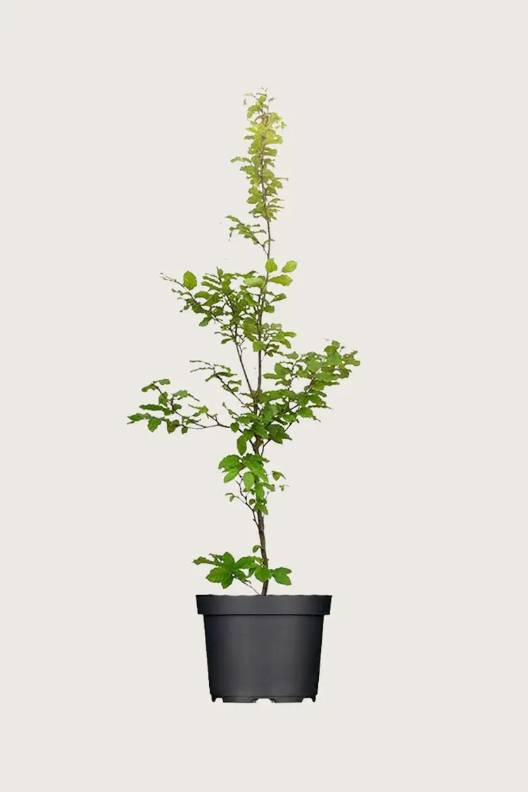 Almindelig bøg Potte | Plantinavia
