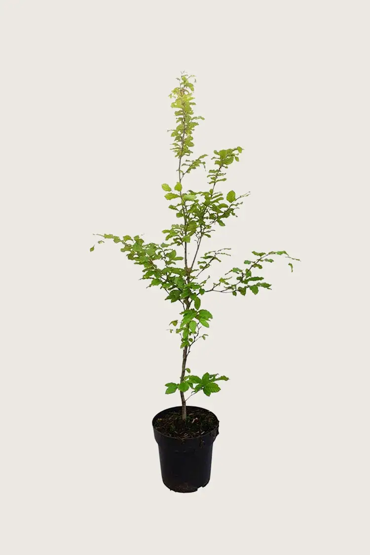 Almindelig bøg potte | Plantinavia