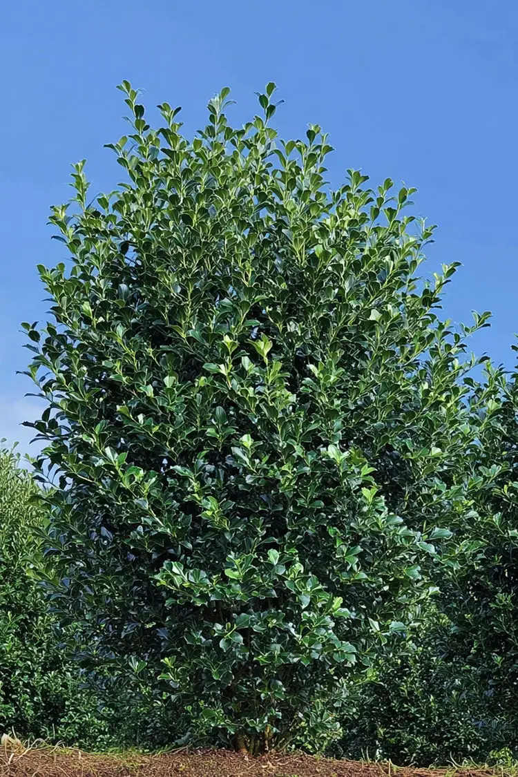 Kristtorn Heckenpracht Vel forgrenet | Plantinavia