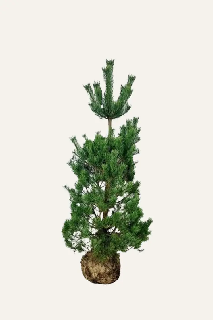 Skovfyr Rodklump Vel forgrenet | Plantinavia