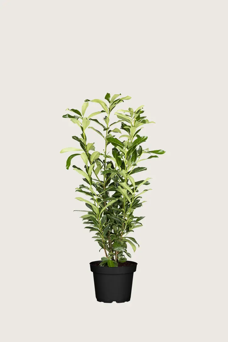 Laurbærkirsebær Genolia Potte Vel forgrenet 80cm