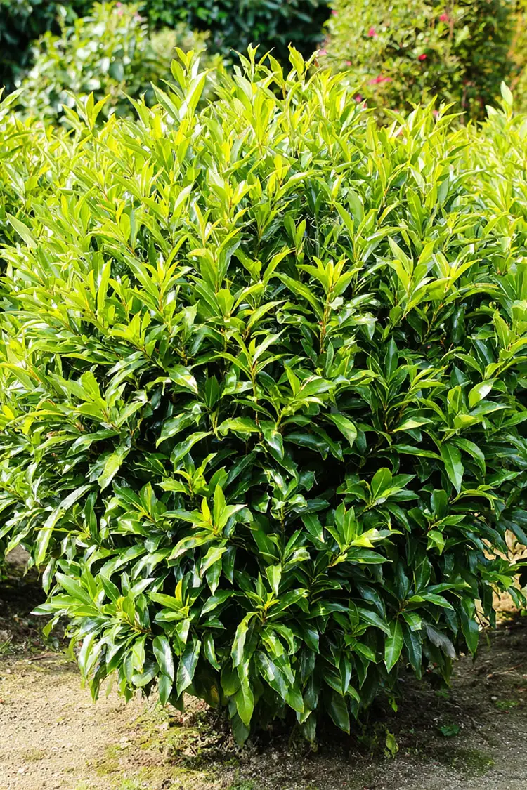 Laurbærkirsebær Caucasica Vel forgrenet | Plantinavia