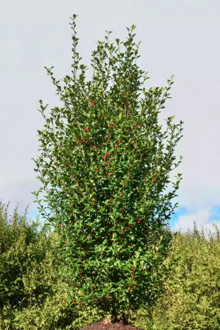 Almindelig kristtorn Alaska Vel forgrenet | Plantinavia