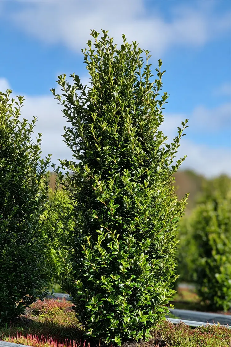 Japansk kristtorn 'Green Hedge' Vel forgrenet | Plantinavia