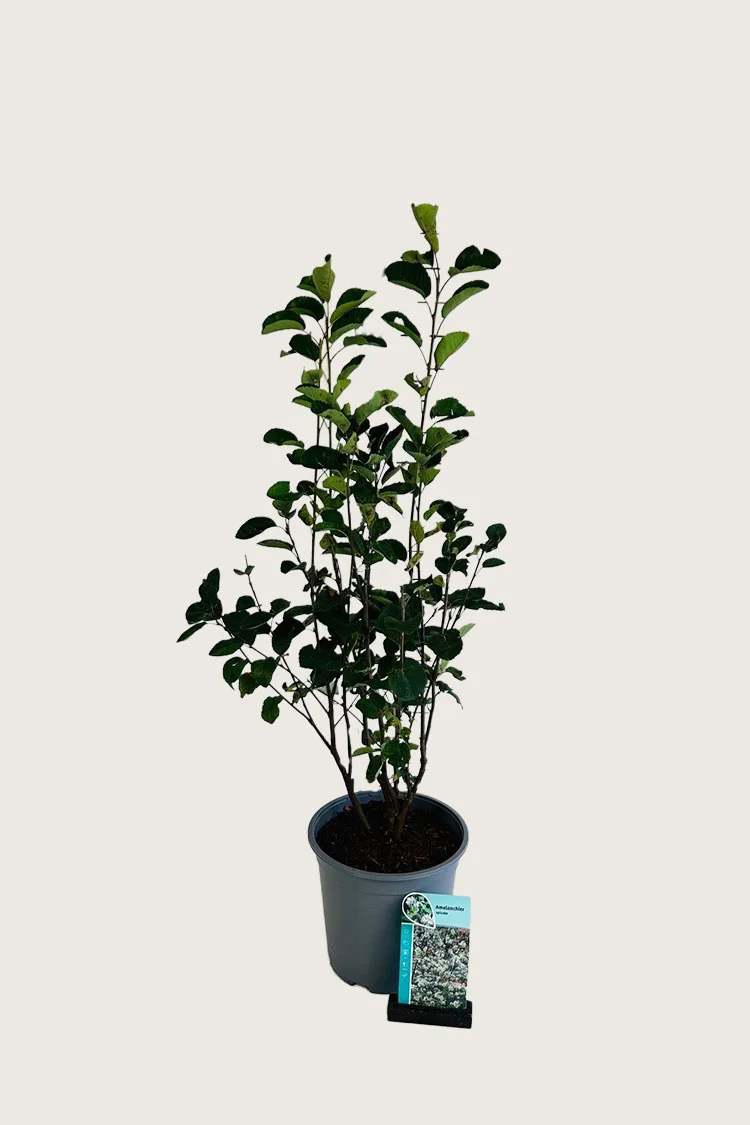 Aks bærmispel 150cm Vel forgrenet | Plantinavia