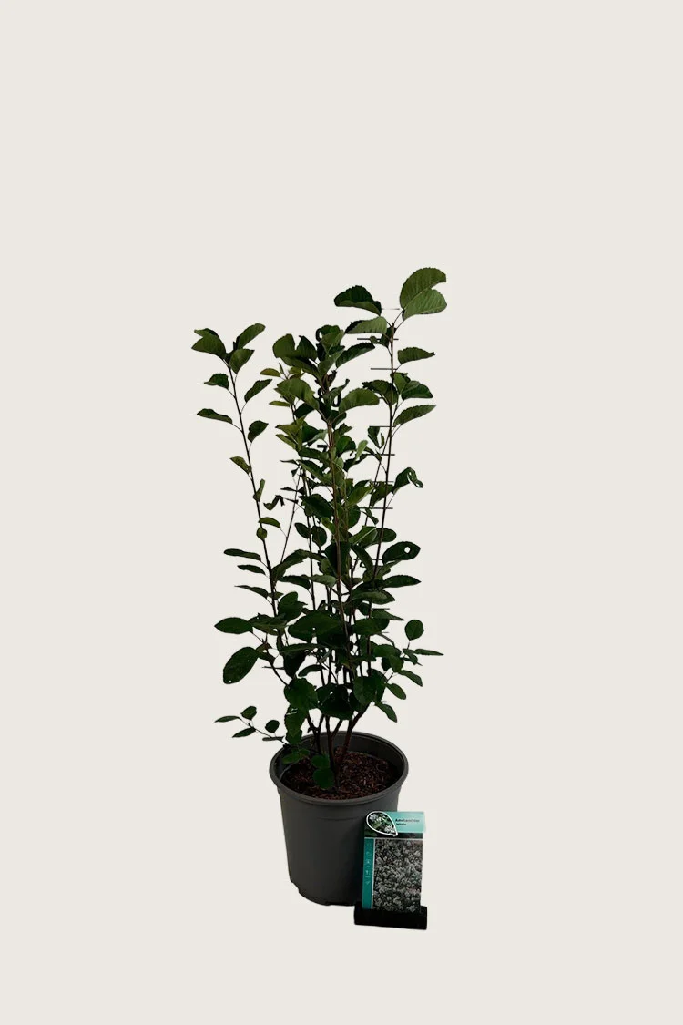 Aks bærmispel 80cm Vel forgrenet | Plantinavia