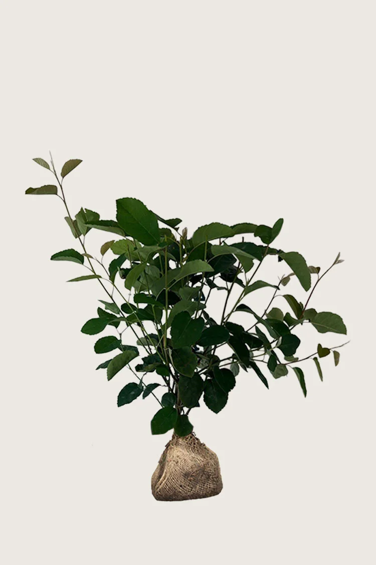 Aks bærmispel 150cm Forgrenet | Plantinavia