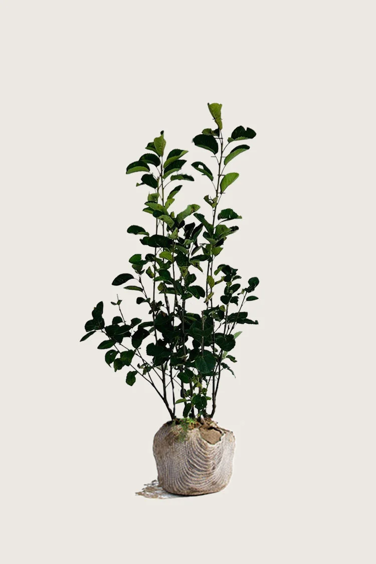 Aks bærmispel 100cm Vel forgrenet | Plantinavia