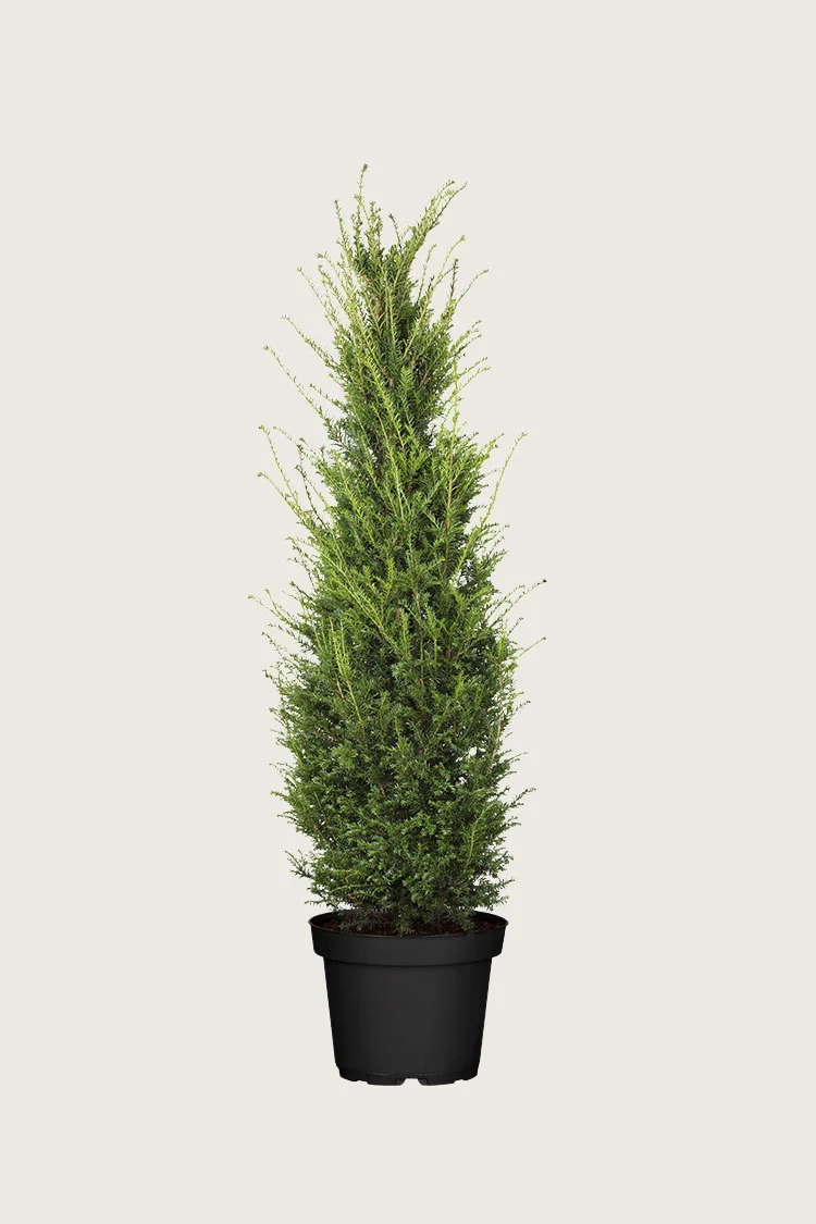 Almindelig Taks 100cm Forgrenet | Plantinavia