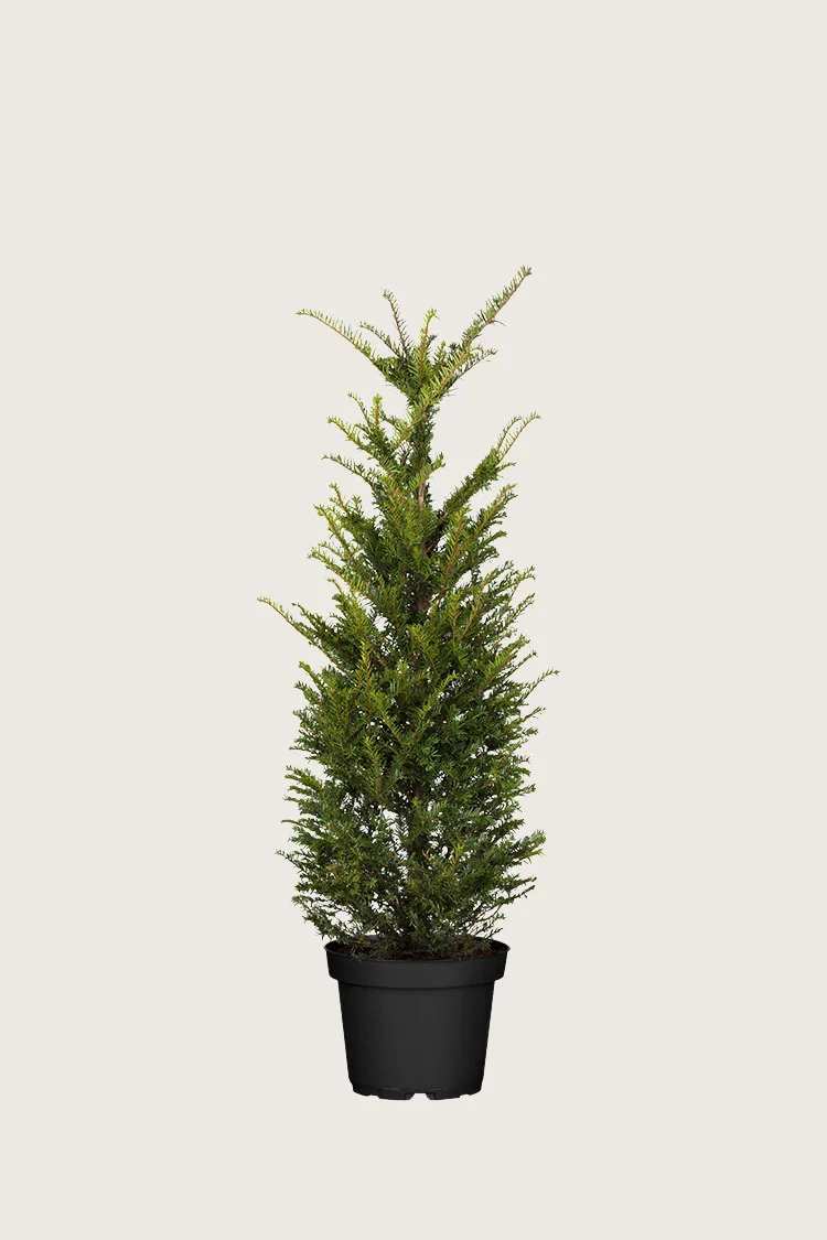 Almindelig Taks 80cm Forgrenet | Plantinavia