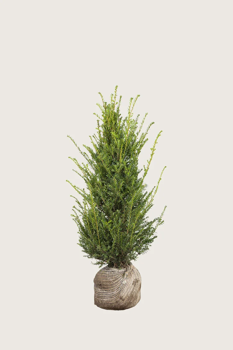 Almindelig Taks 40cm Forgrenet | Plantinavia