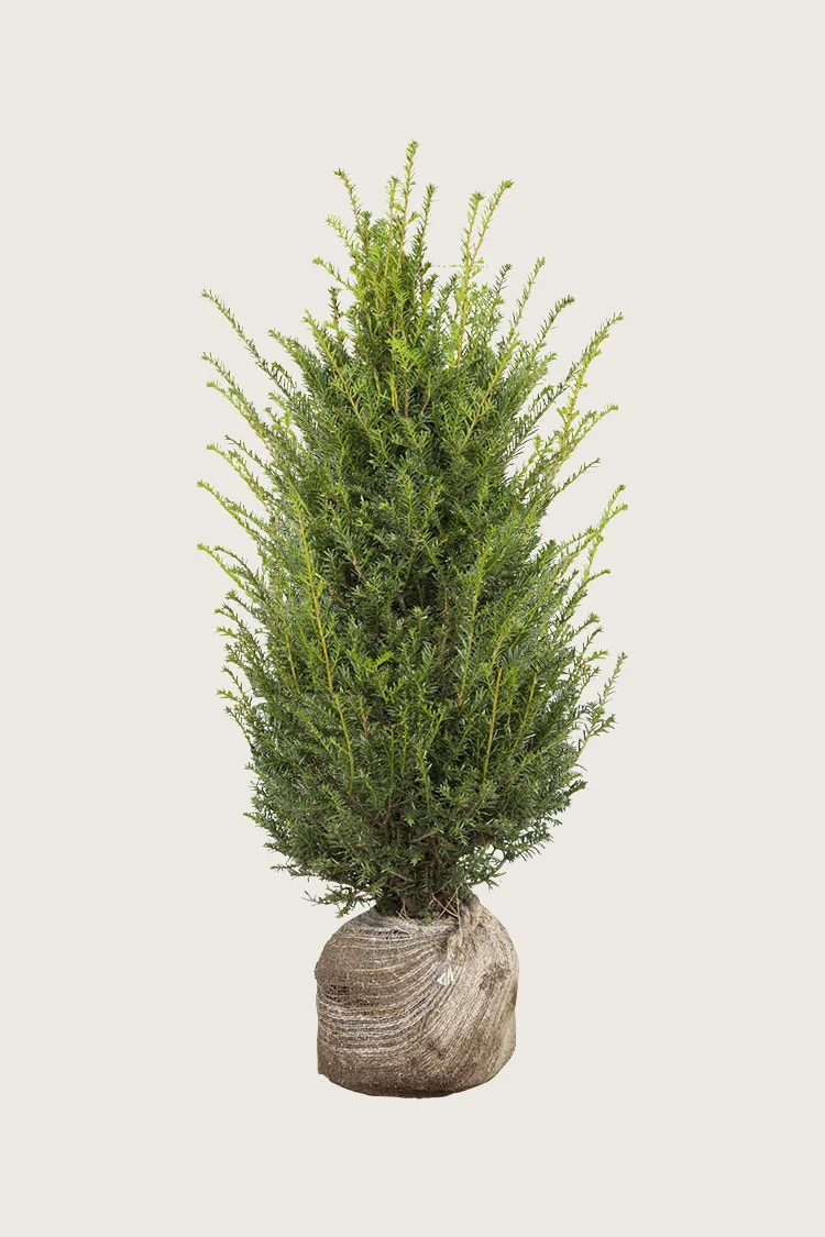 Almindelig Taks 100cm Vel forgrenet | Plantinavia