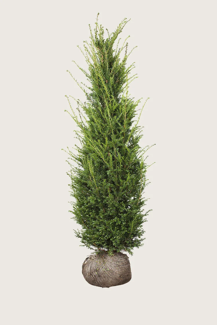 Almindelig Taks 400cm Vel forgrenet | Plantinavia