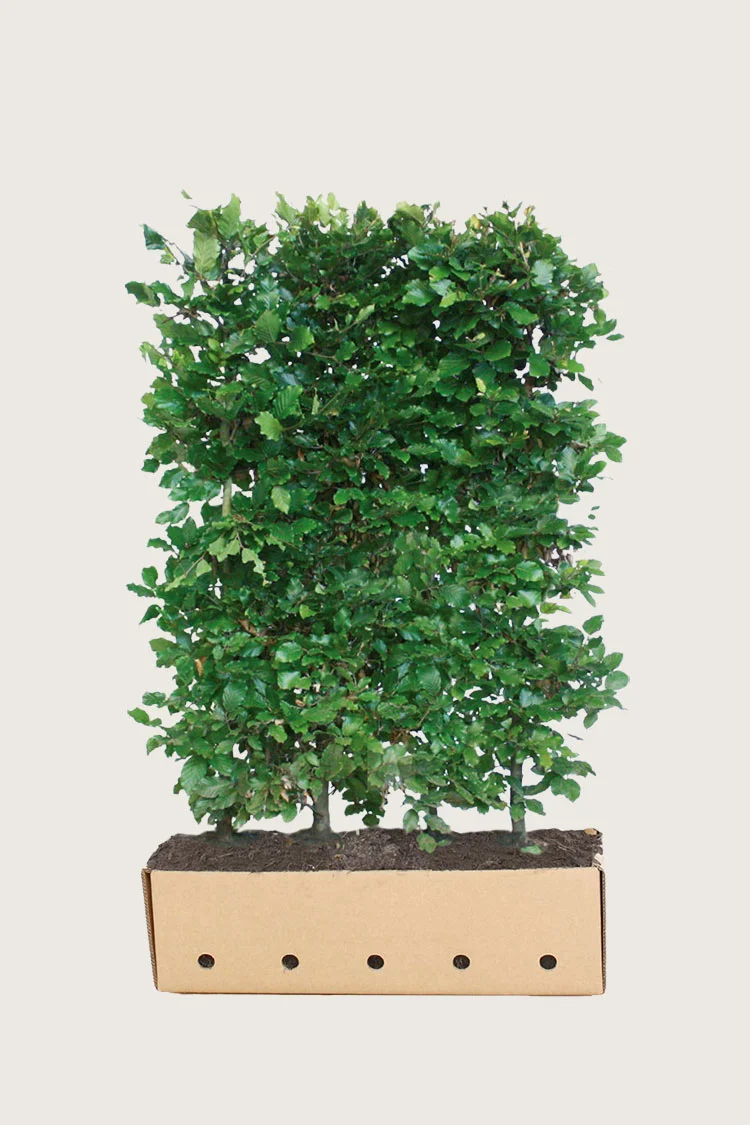 Almindelig bøg 150cm Vel forgrenet | Plantinavia