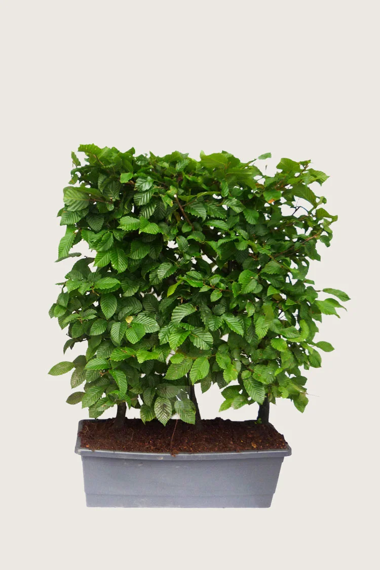 Almindelig bøg 80cm Vel forgrenet | Plantinavia
