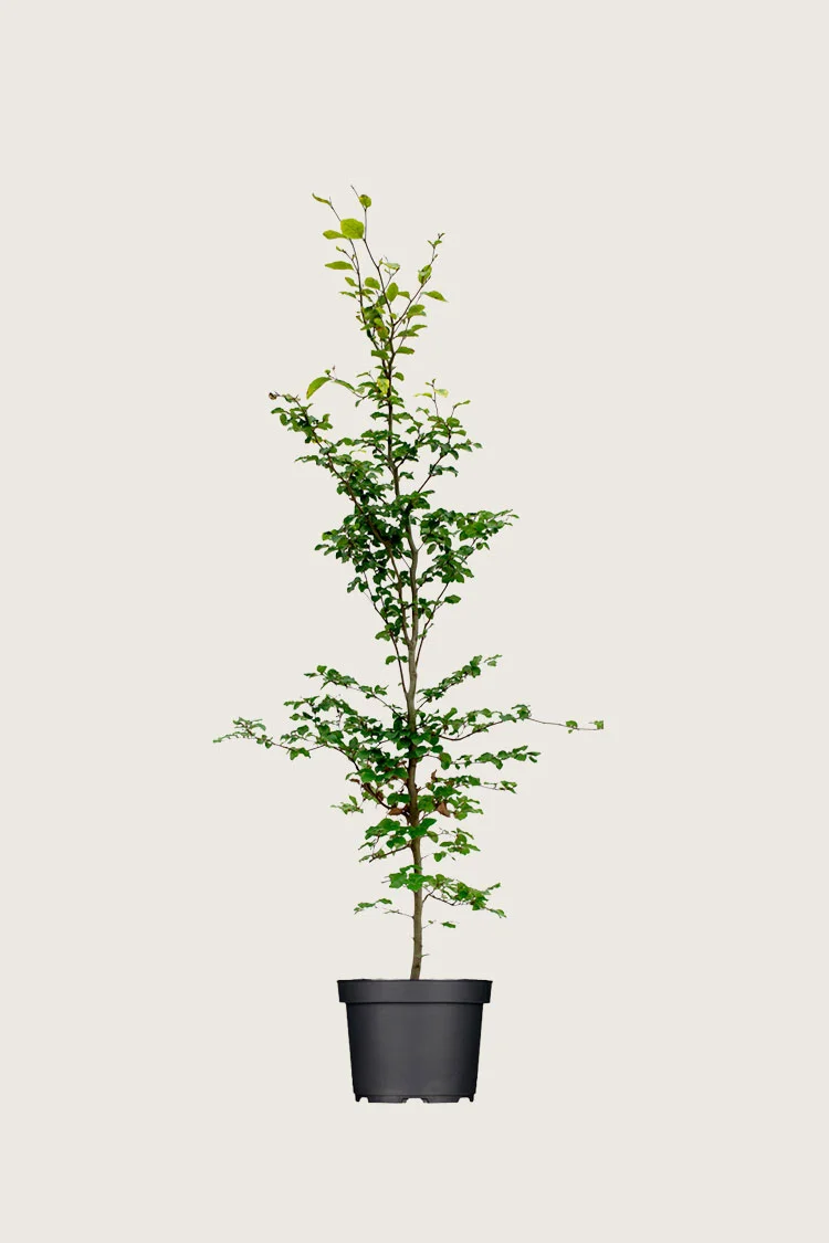 Almindelig bøg | Plantinavia