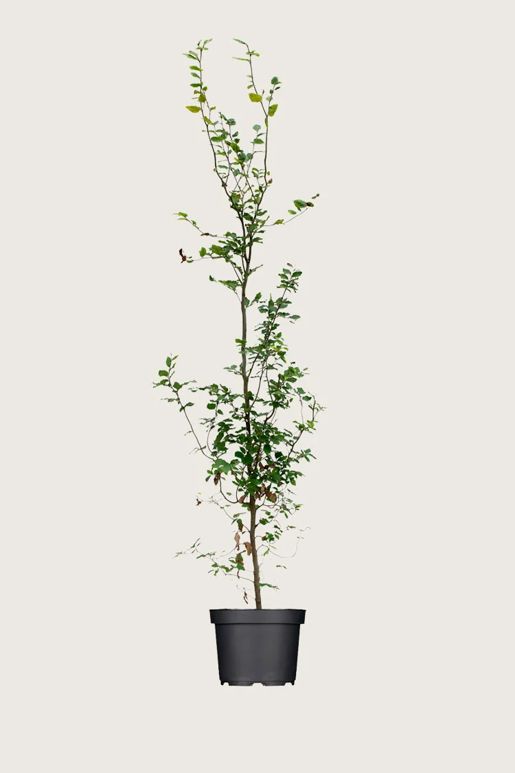 Almindelig bøg | Plantinavia